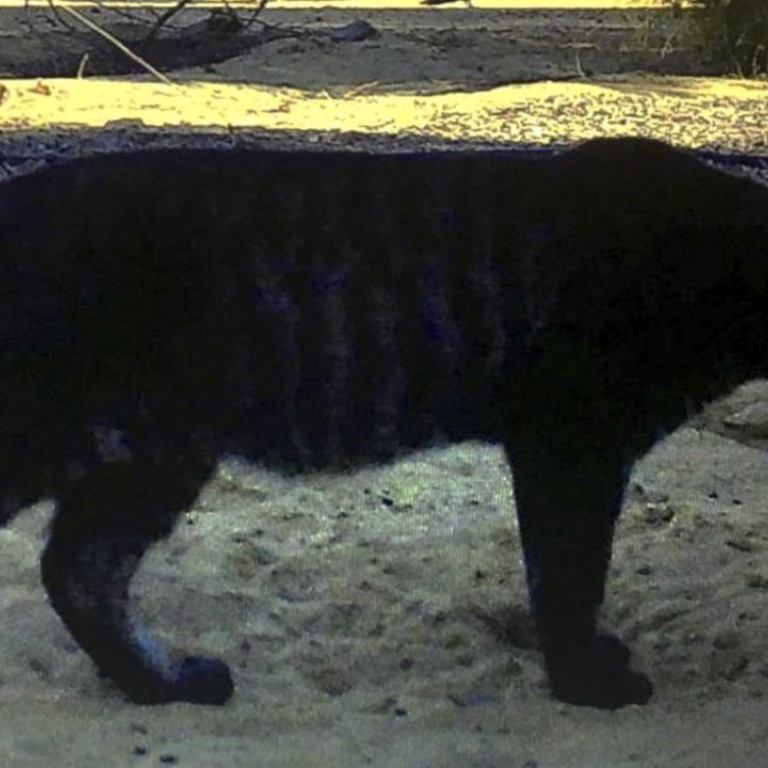Rash Of Panther Sightings Is Starting To Irritate Australian Wildlife Experts South China Morning Post