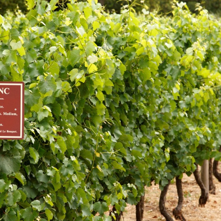 Three Styles Of Chenin Blanc A Diverse White Wine With A