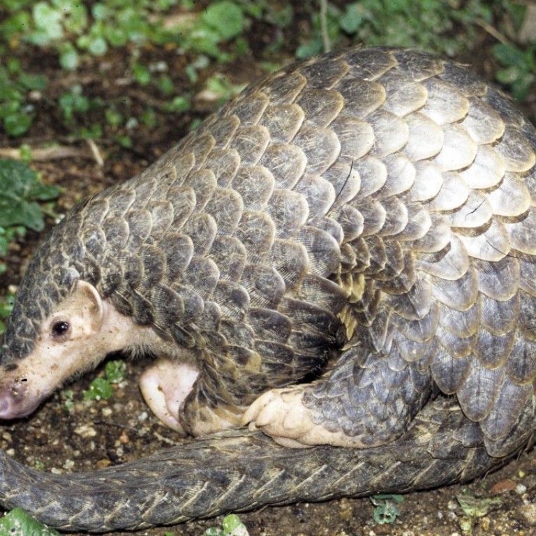The chinese research suggests that bats passed the virus to pangolins, which acted as the intermediary in spreading the virus to humans. Critically endangered pangolins smuggled into China from ...