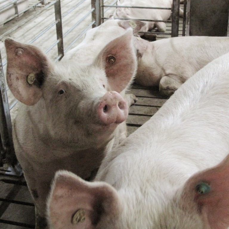 Backyard Piggery Business