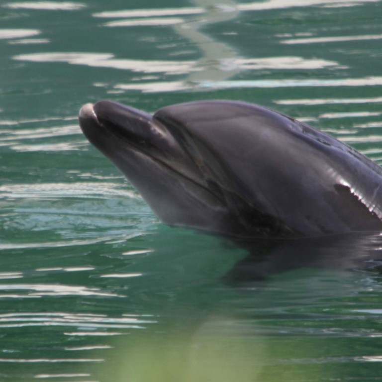 Plight Of Honey The Lonely Dolphin Captured In The Cove Sparks Protests In Japan South China Morning Post