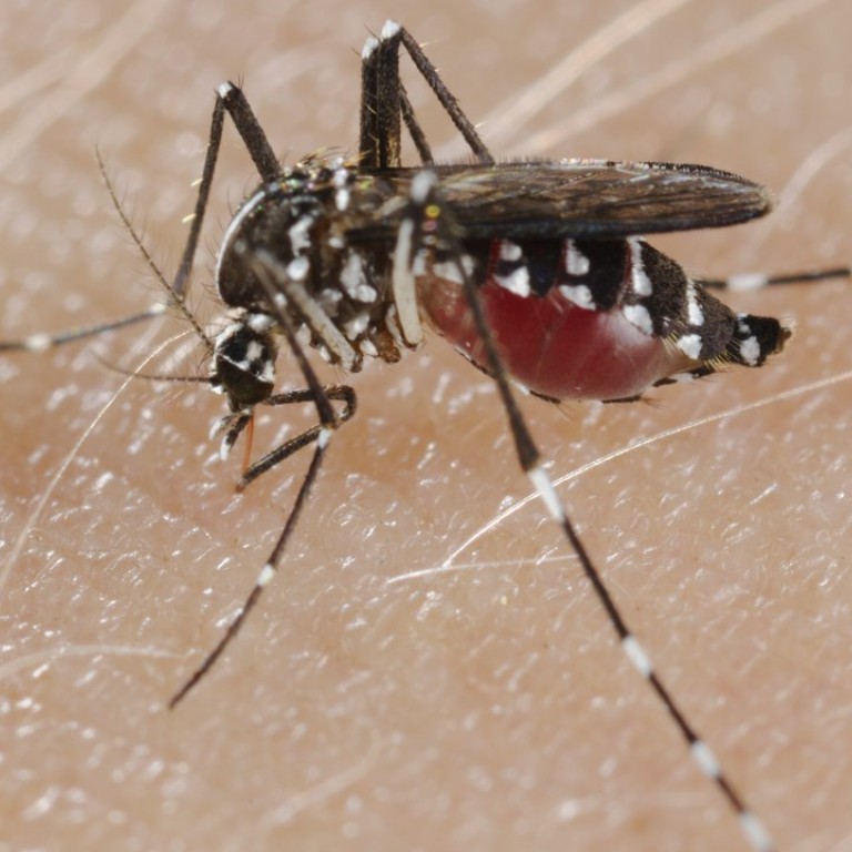 As Dengue Fever Scare Hits Hong Kong How Can You Best Avoid Infection South China Morning Post