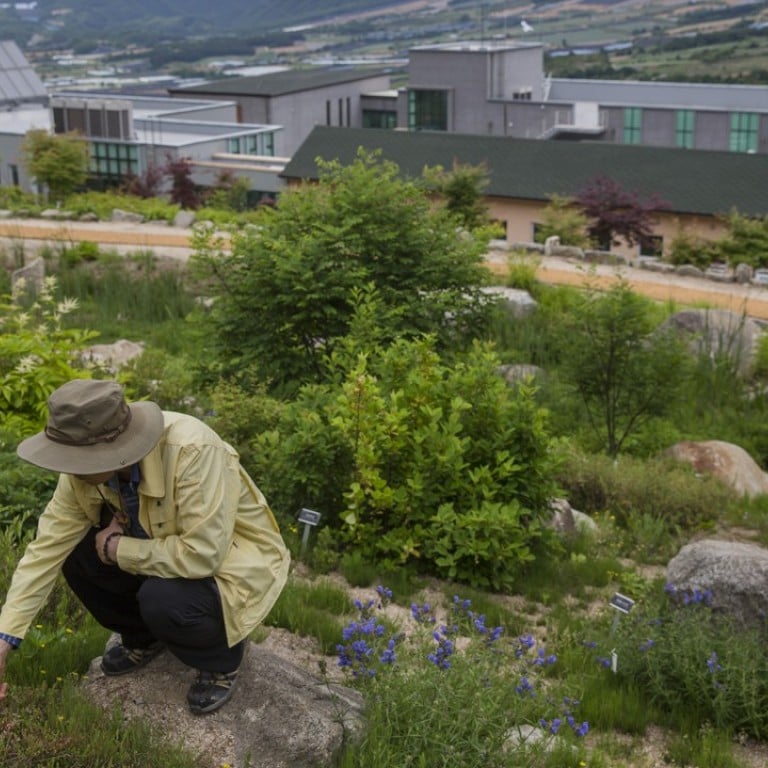 North Koreas Ravaged Forests And The South Koreans Ready To - 