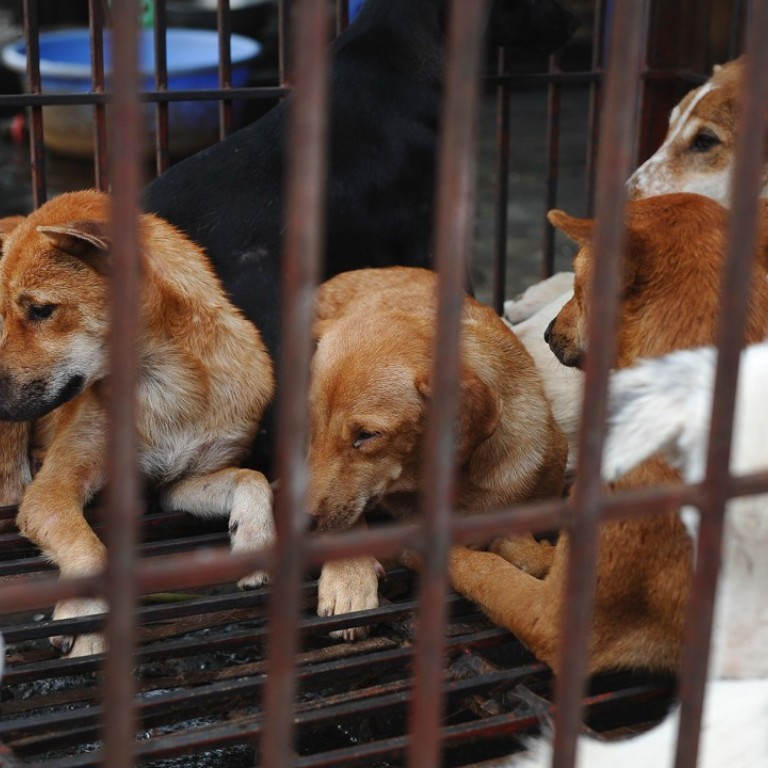 Us Lawmakers Move To Ban Eating Dogs And Cats Saying China And