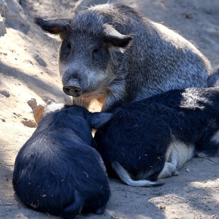 French Ham Lovers Help Save Rare Breed Of Tasty Hungarian Pig