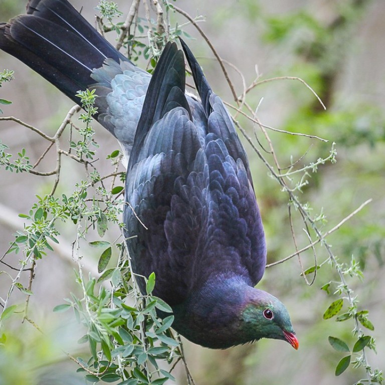 Here S To The Kereru New Zealand S Bird Of The Year Is A Drunk And Gluttonous Pigeon South China Morning Post