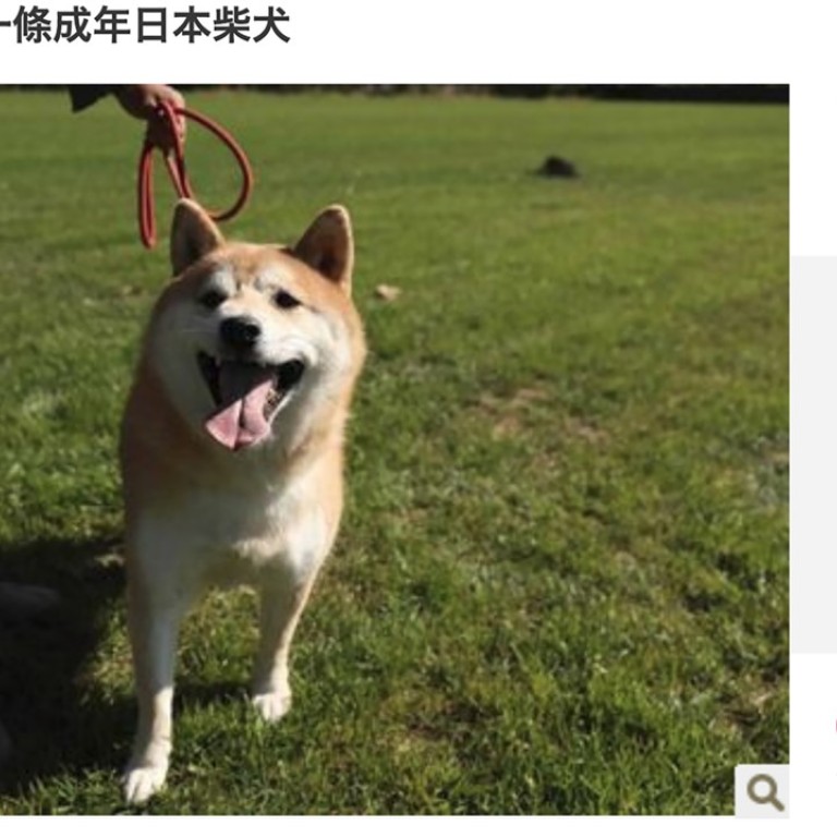 Thats Ruff Chinese Dog Abandoned In Pet Hotel To Be