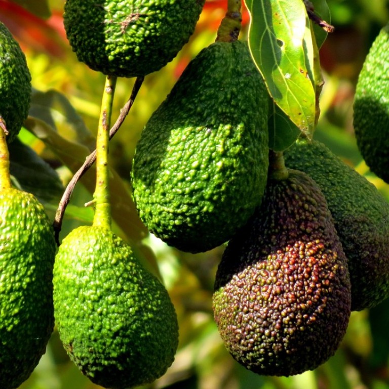 New Zealand Fruit Trees Fruit Trees