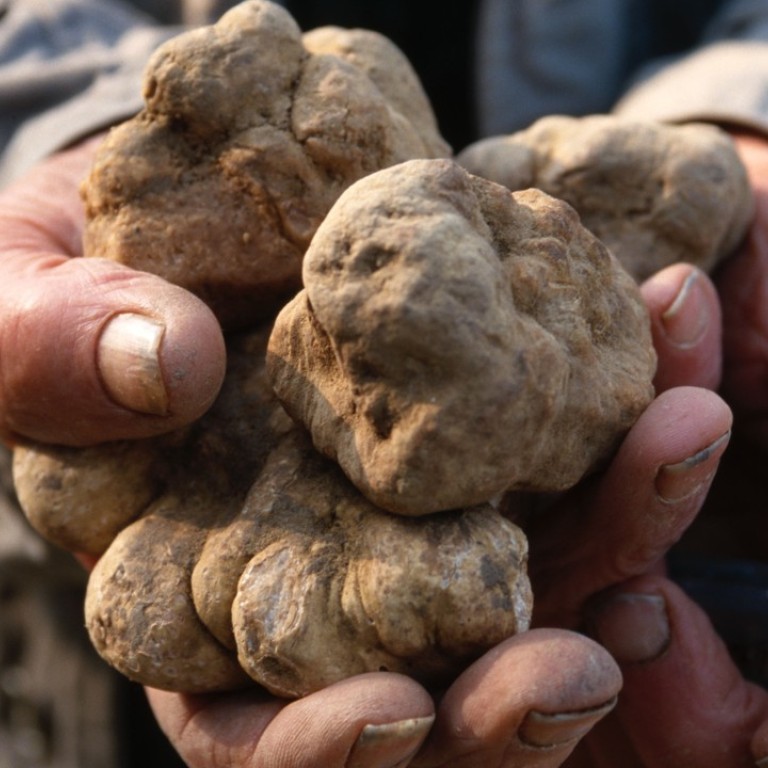 Celebrate white truffle season at the International Alba White Truffle