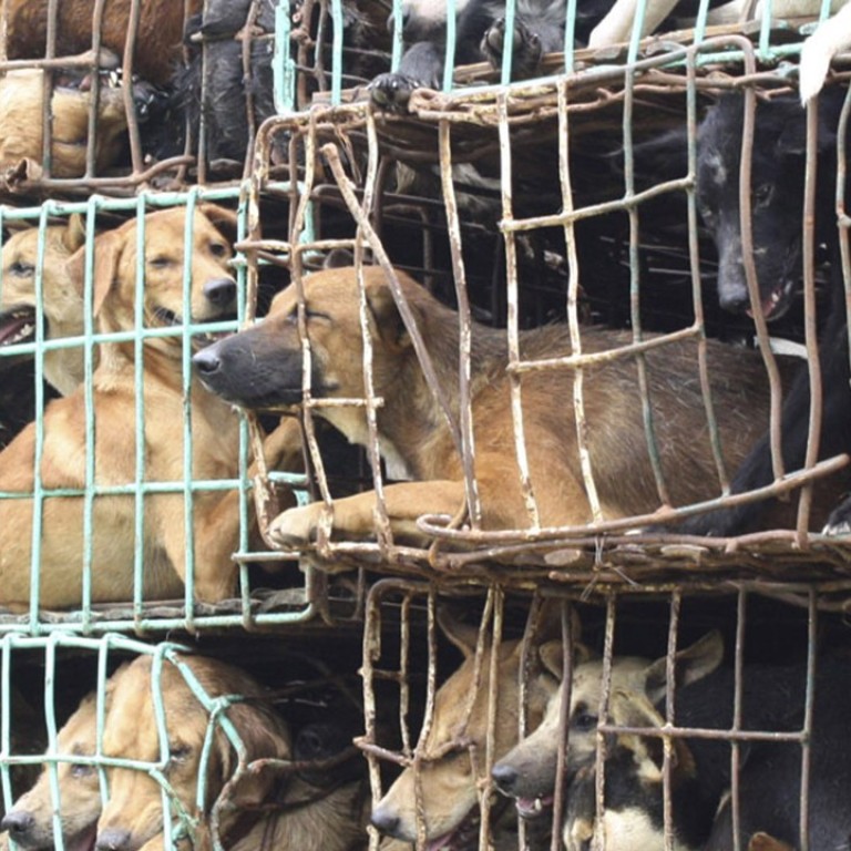 Bestiality Club Uncovered By Thai Watchdog In Chiang Mai