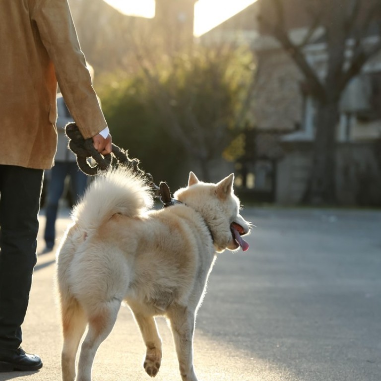 Chinese City Bans Dogs From The Street For 15 Hours A Day To