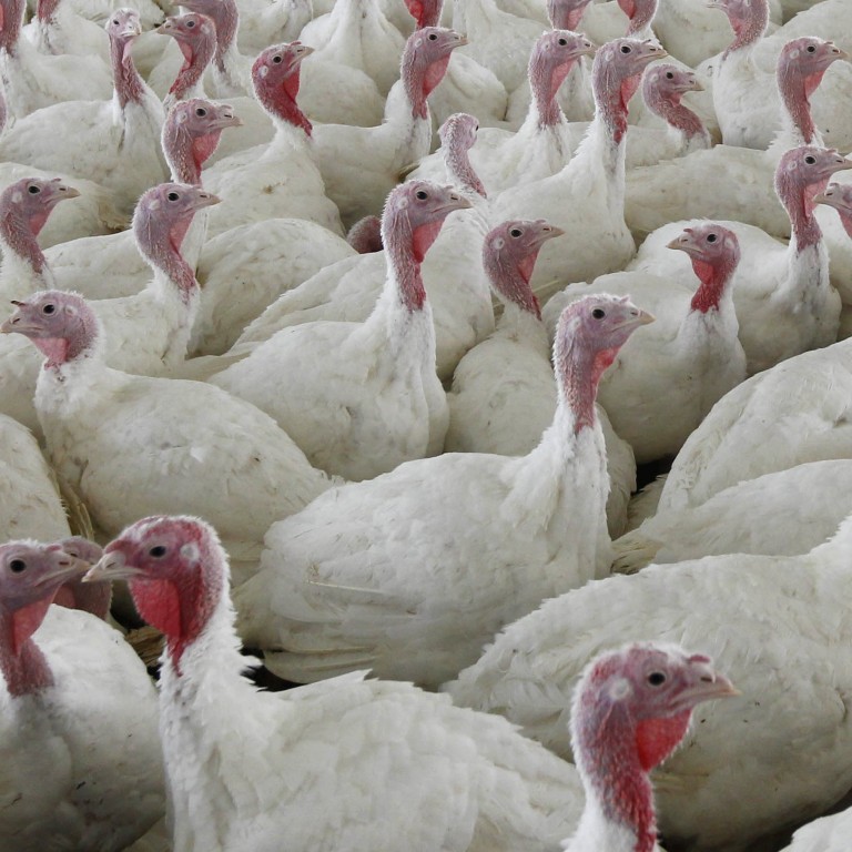 Thanksgiving Gives China S Turkey Farmers A Chance To Gobble Up Some Profits South China Morning Post