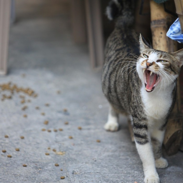 cats in china