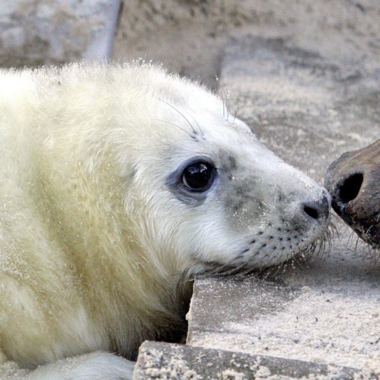 What Does The Word Seal Mean In French Csi Sigegov Org