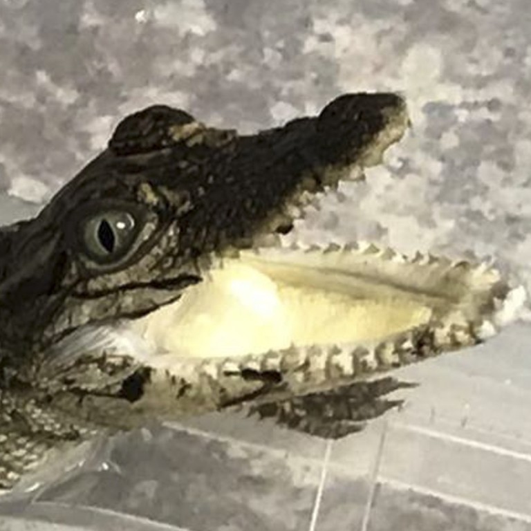 show me a picture of crocodile