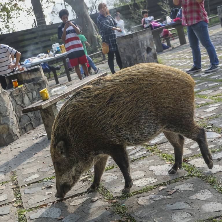 Councillor Told His Plan To Ship Wild Boars To Uninhabited Hong