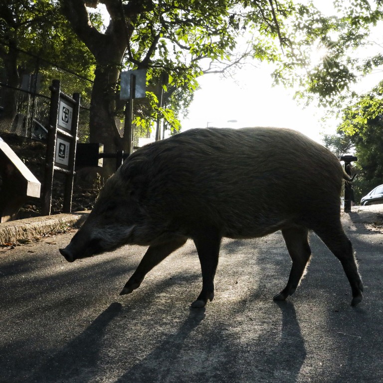 Leave The Wild Boar Issue To Professionals South China Morning Post
