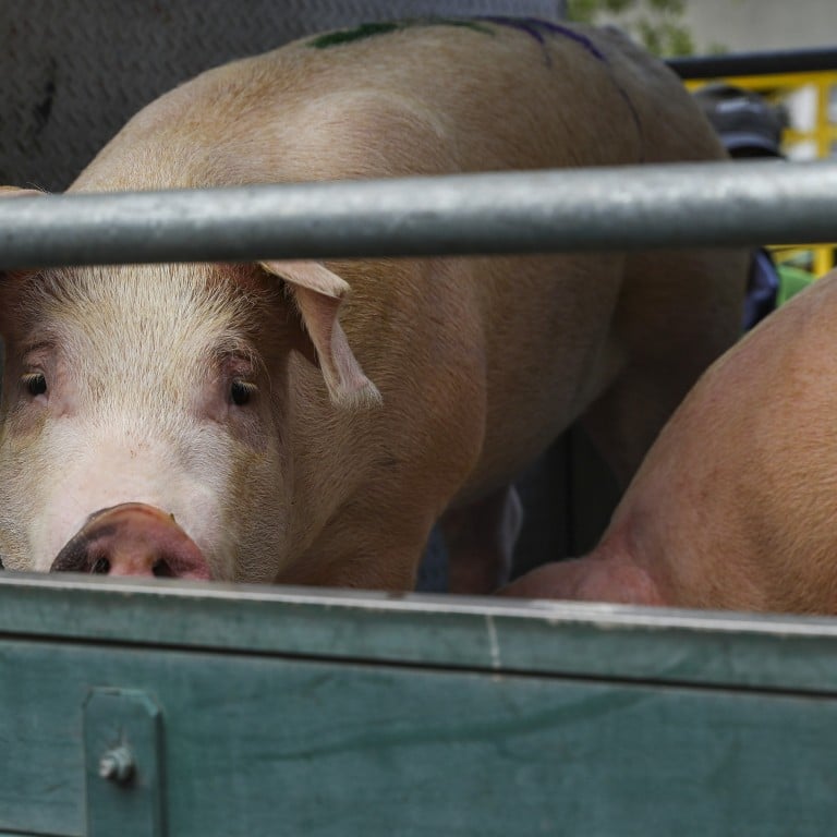 Three Day Suspension Of Live Pig Supplies Unlikely To Affect