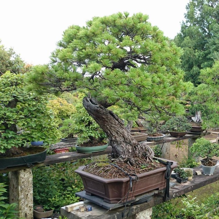 Thieves stole a rare 400 year old bonsai from a Japanese Thieves stole a rare 400 year old bonsai from a Japanese