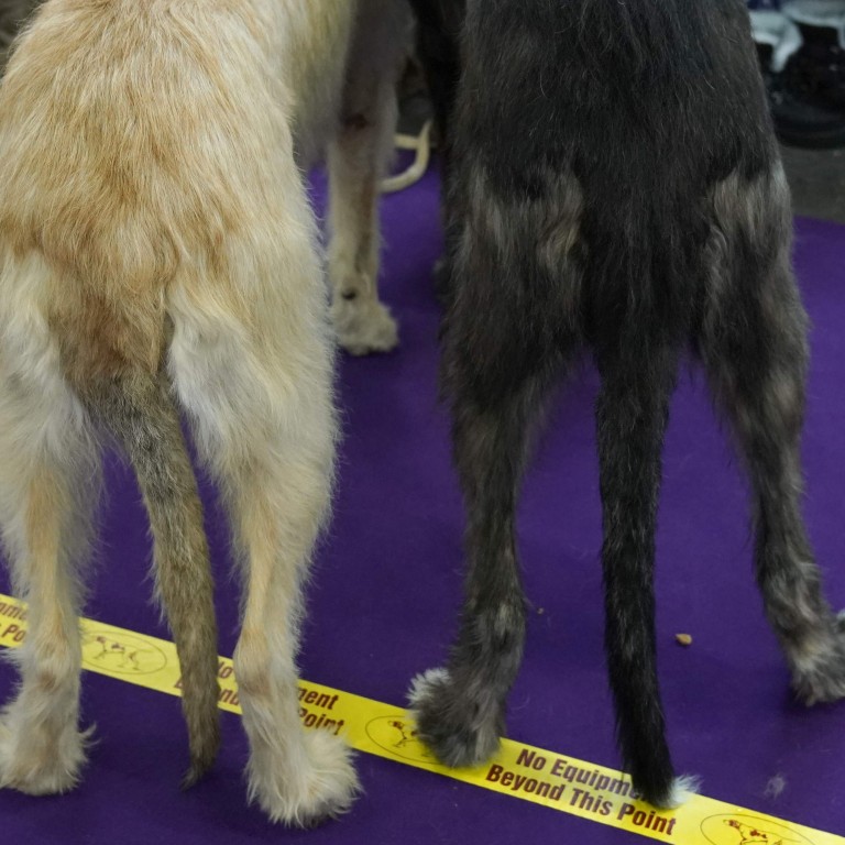 Big And Beautiful Or Short And Cropped Dog Owners At Westminster