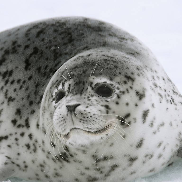 Police Find 100 Baby Seals Hidden In Remote Chinese Farm 38 Have Died South China Morning Post