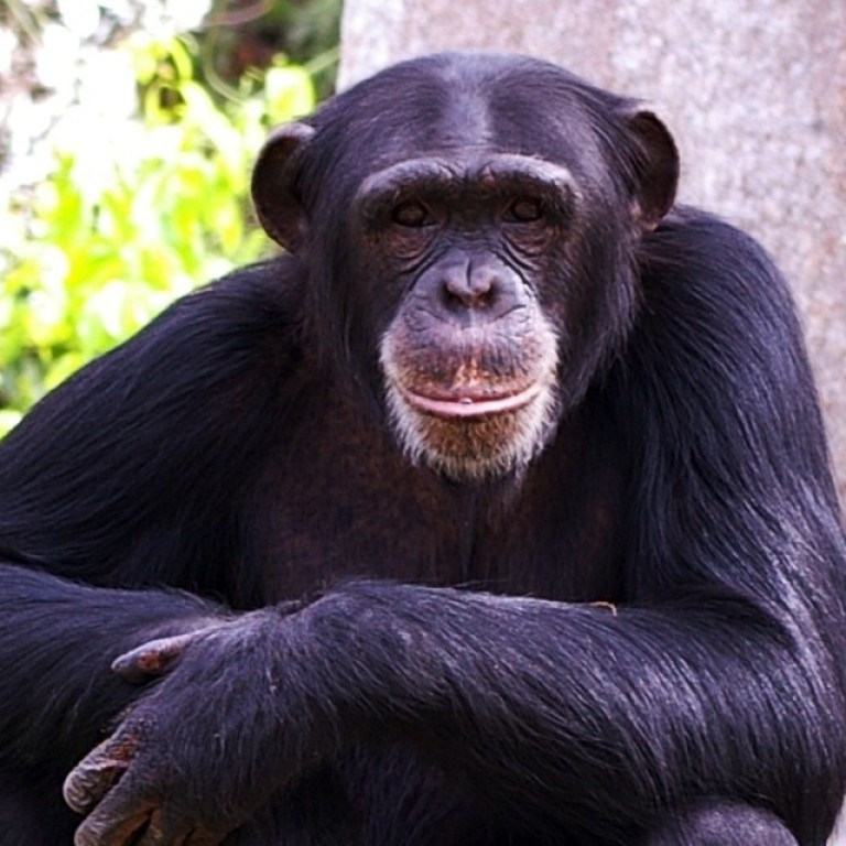 Chinese dam in Guinea could kill 1,500 chimpanzees, experts warn