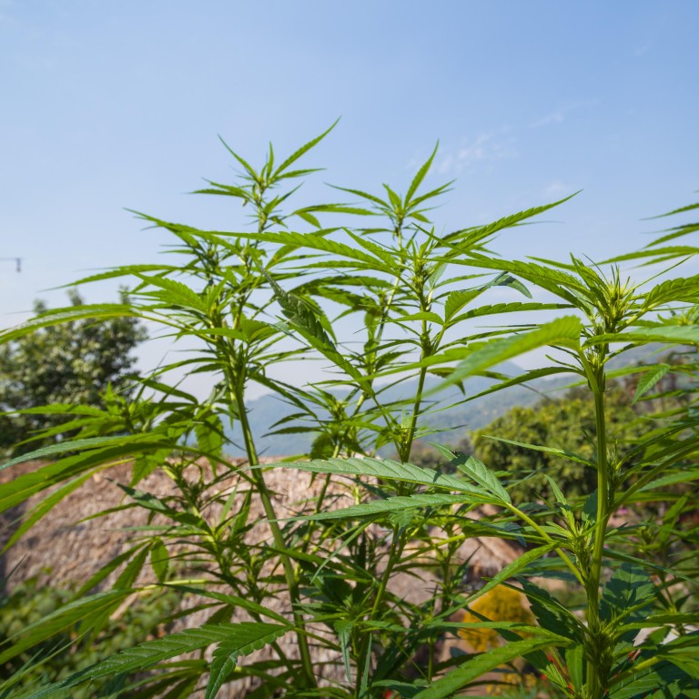 Could fully legal marijuana in Thailand be next after medical marijuana