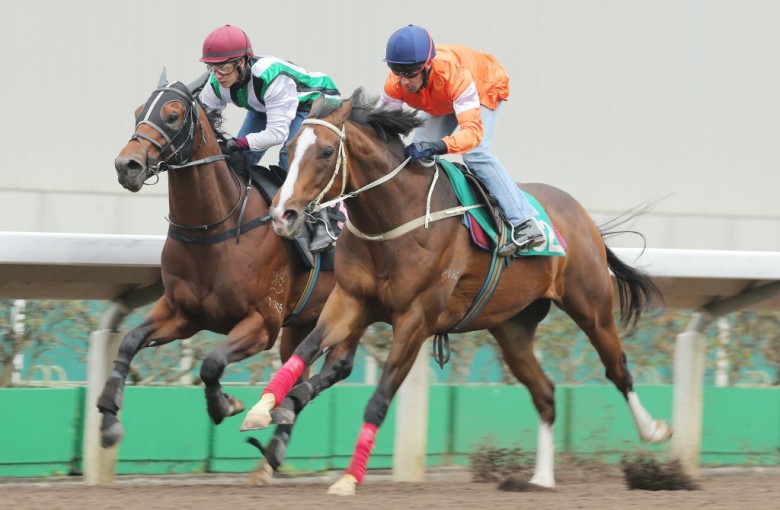 Blazing Speed (Neil Callan) edges out People's Knight (Terry Wong) to win a dirt trial as he prepares for the Hong Kong Gold Cup Sunday week. Photo: Kenneth Chan