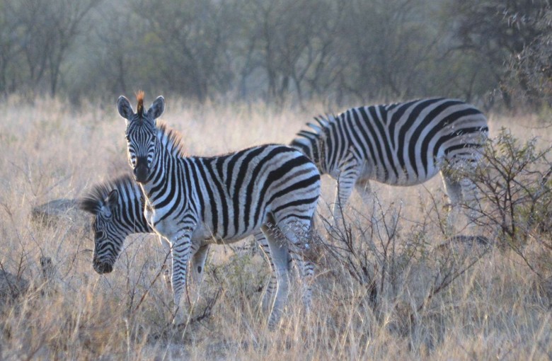 Horses of a different kind? The Griffin spent a week in South Africa, attending the Durban July and going on safari. Photo: Andrew Hawkins