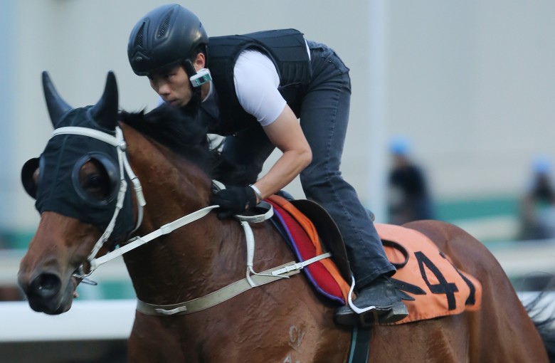 Circuit Hassler gallops at trackwork. Photo: Kenneth Chan