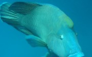 A Napoleon or humphead wrasse (known as so mei in Cantonese) is among the reef fish species threatened by Hongkongers’ appetite for seafood.