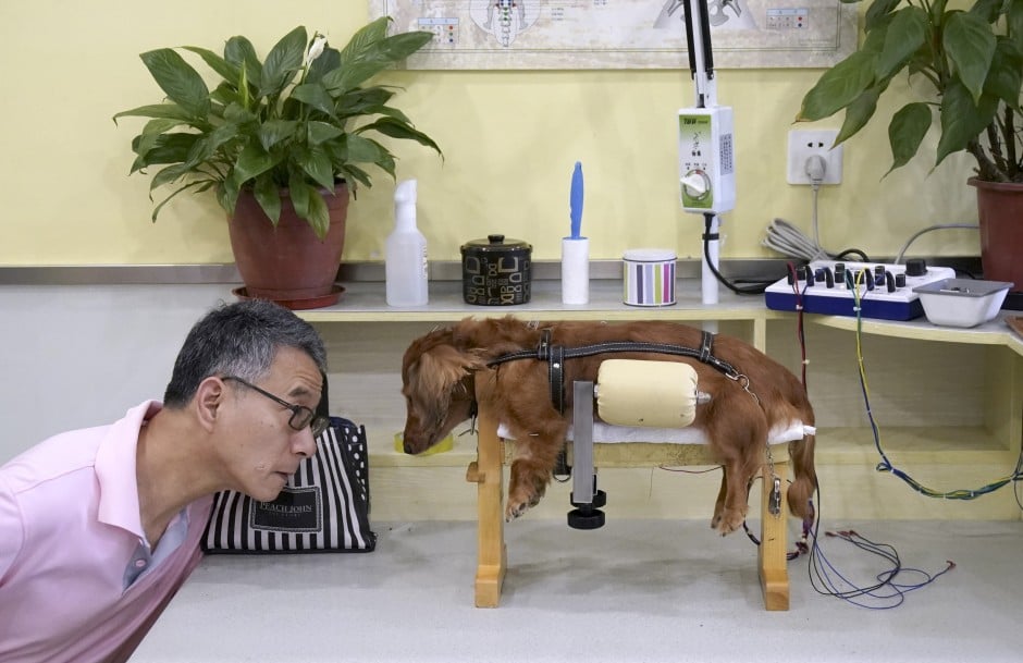 Acupuncture for pets a new craze in China | South China Morning Post