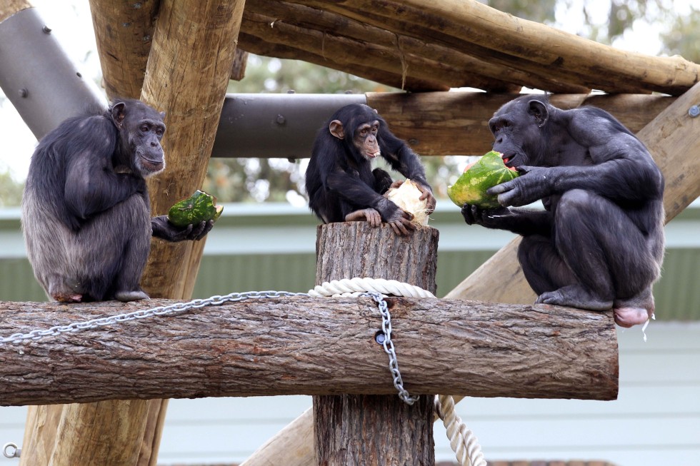 Pet chimps lose ability to form strong social bonds, say United States