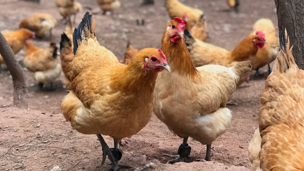 using blockchain technology to monitor chickens