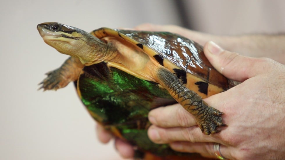 Calls to protect endangered golden coin turtle, sold in Hong Kong pet