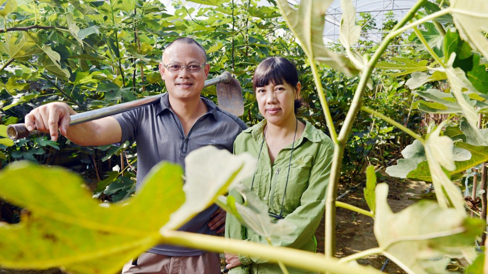 Seasonal Ingredient Figs South China Morning Post