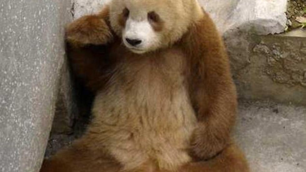 Photos of rare brown panda in Shaanxi published South China Morning Post