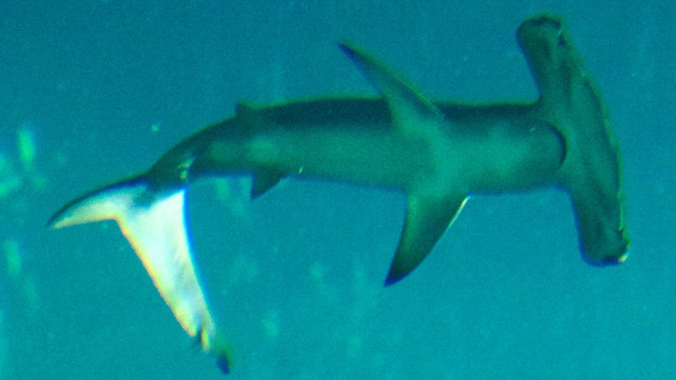 Ocean Park mystified by sudden death of six hammerhead sharks | South