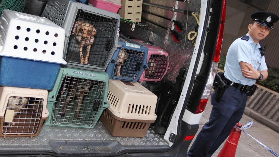 puppy mill research paper puppy mill research paper