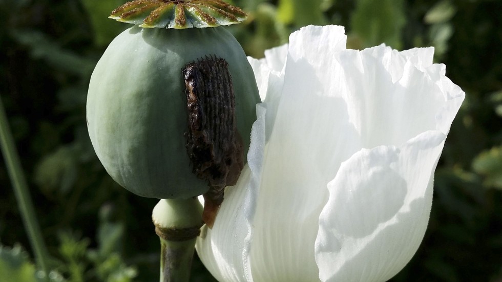 Southeast Asia Cant Meet Chinas Opium Demand Says Un Body South