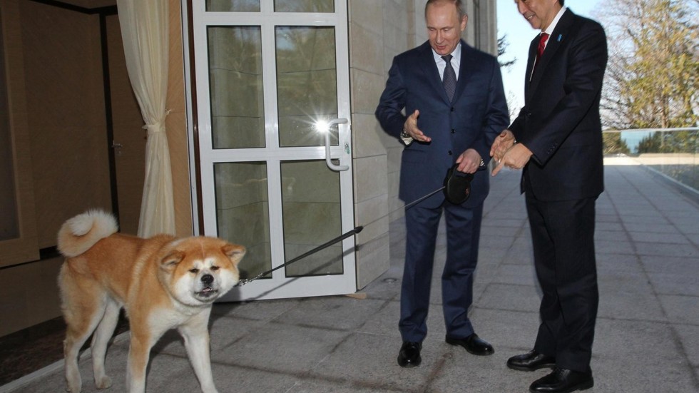 Service Dog In Japan Service Dog In Japan