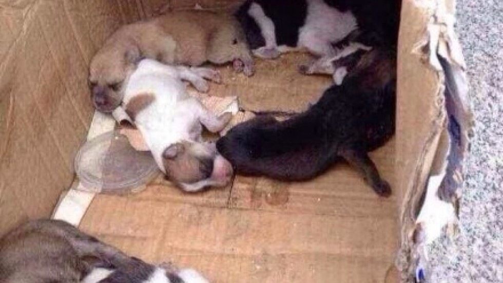 Dog shelter employee sacked after killing newborn puppies by throwing