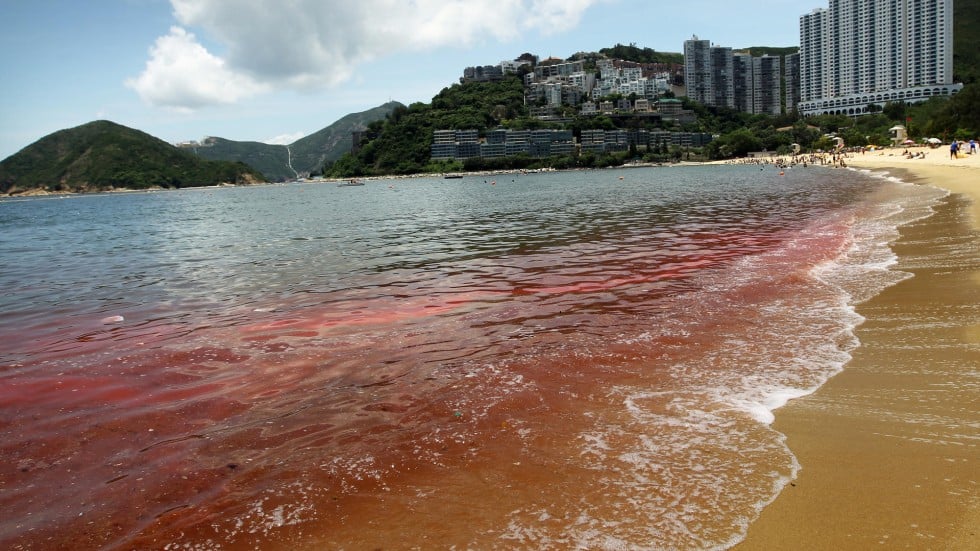 Hong Kong's algal blooms - red alerts from nature | South China Morning