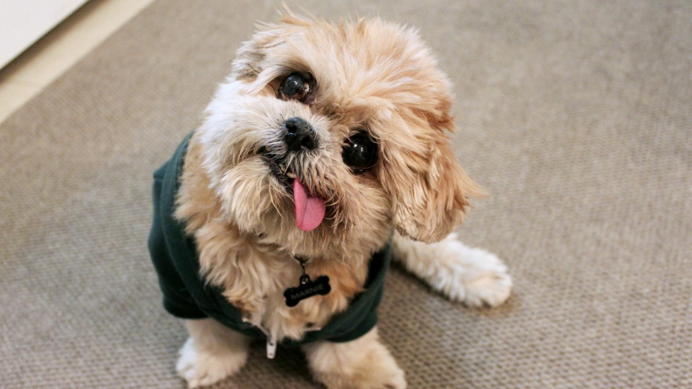 Grumpy Cat move over: dogs snapping at feline heels in ... Grumpy Cat move over: dogs snapping at feline heels in ... - 980 x 551 jpeg 377kB