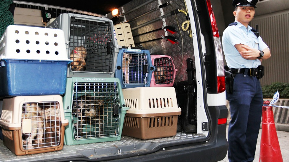 Hong Kong man's sentence cut to three months for animal abuse | South ...