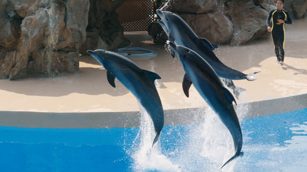 'Empty the tanks': Hong Kong's Ocean Park at centre of activists ...