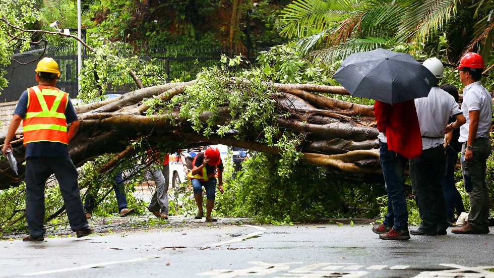 Massive Chinese banyan tree falls on woman on busy street in Hong Kong's Central South China
