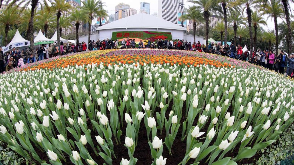 Blooming marvellous the 2016 Hong Kong Flower Show in living colour