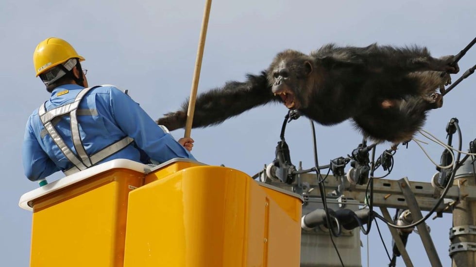 Monkey business: Chacha the runaway chimp survives fall from power line