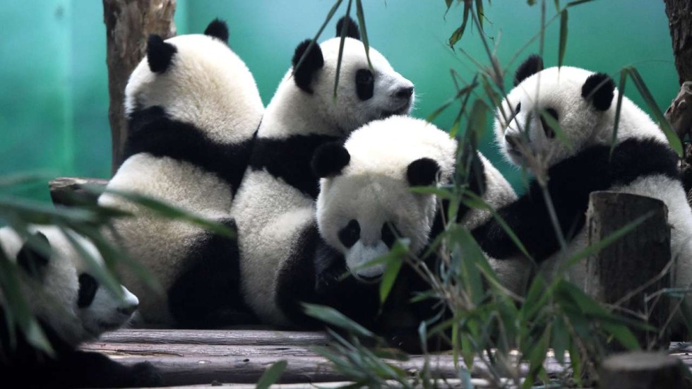 Global nature conservation group to assess status of giant pandas